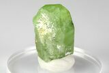 .9" Olivine Peridot Crystal with Ludwigite Inclusions - Pakistan - #185269-1